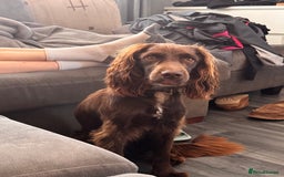 Sprocker dogs for sale: Sprocker Spaniel 17 months old  - Image 3