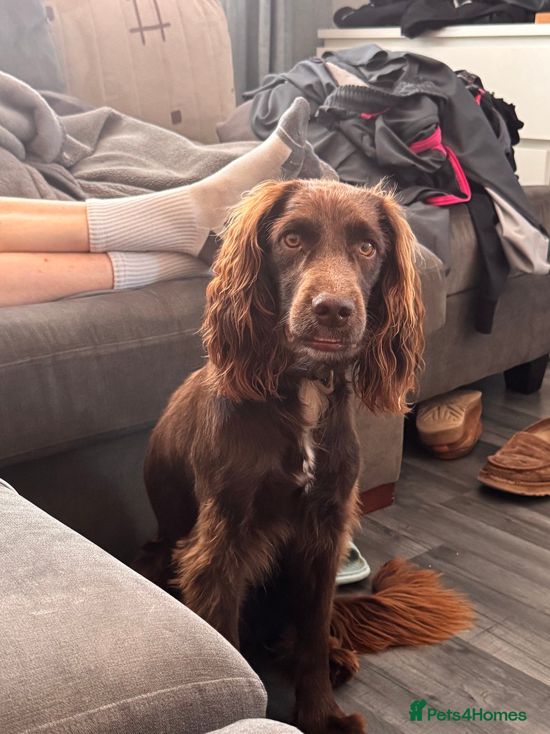 Sprocker dogs for sale: Sprocker Spaniel 17 months old  - Image 3