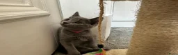 Russian Blue cats for sale: Russian Blue Kittens - Advert 6
