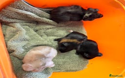 Guinea Pig rodents for sale: Baby guinea pigs - Image 2