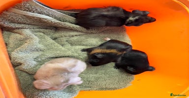 Guinea Pig rodents - Advert 7