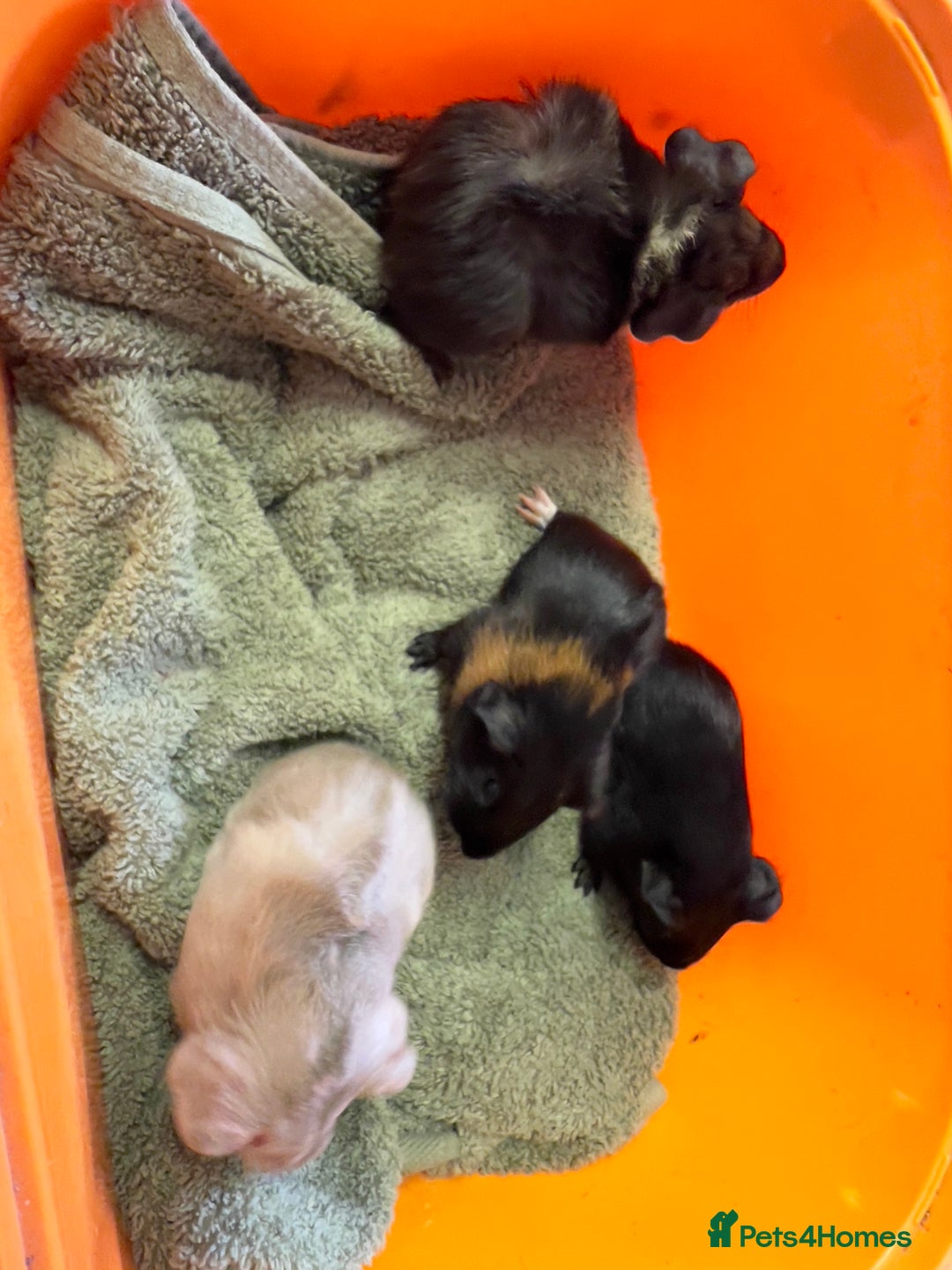 Guinea Pig rodents for sale: Baby guinea pigs - Image 2