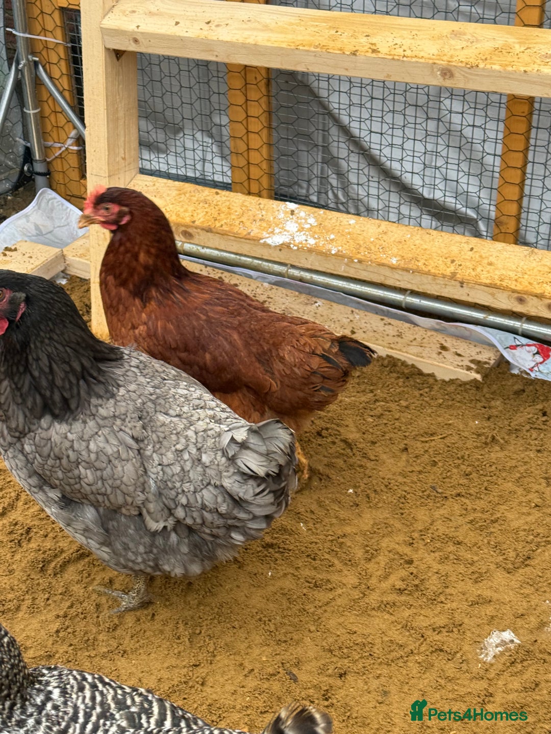 Chickens poultry for sale: Point of lay hens available  - Advert 2