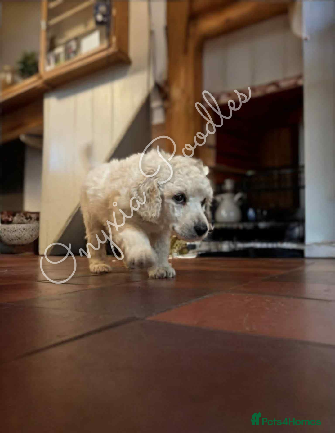 Standard Poodle dogs for sale: Stunning Litter of Standard Poodle Puppies! - Advert 3