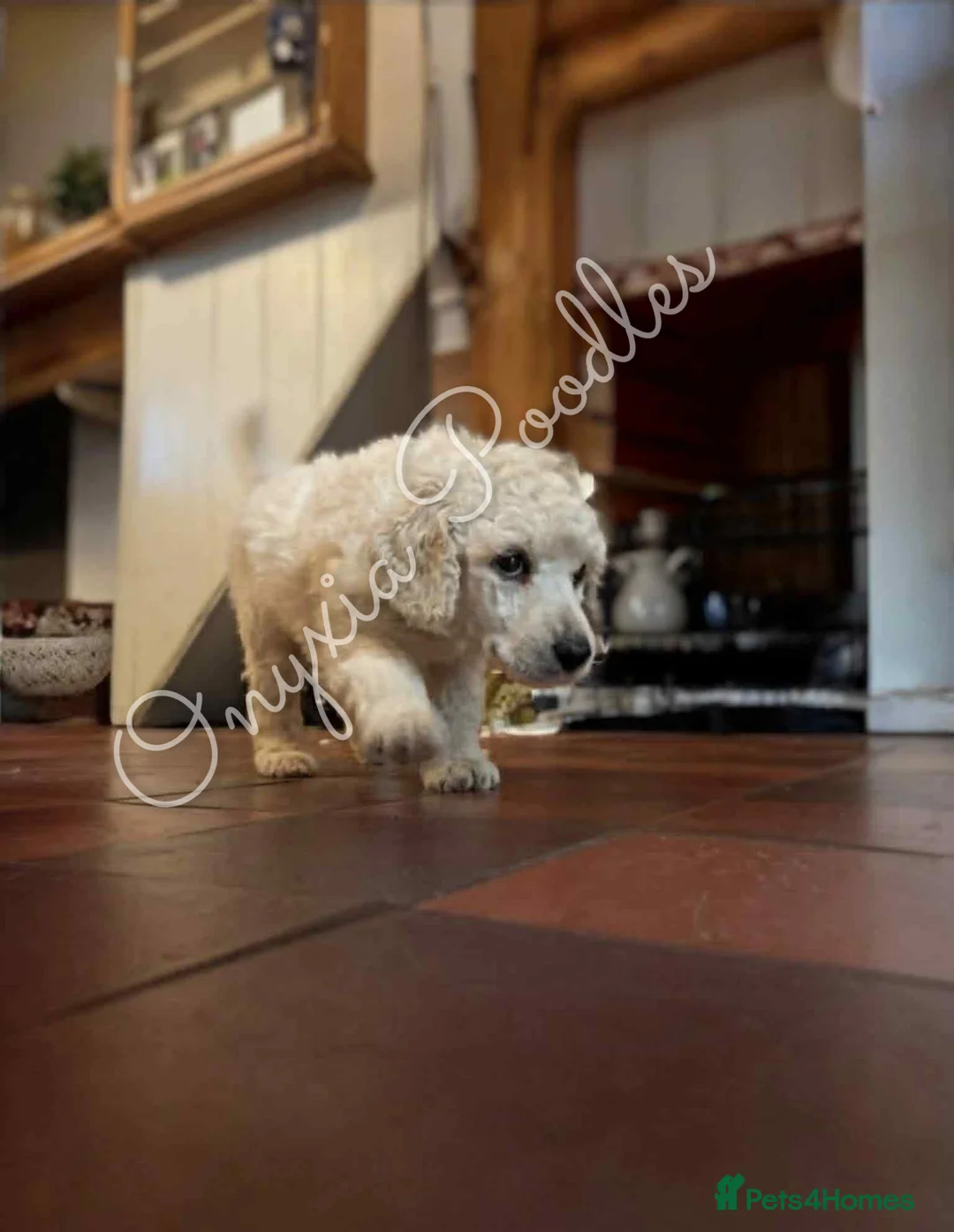 Standard Poodle dogs for sale: Stunning Litter of Standard Poodle Puppies! - Advert 3