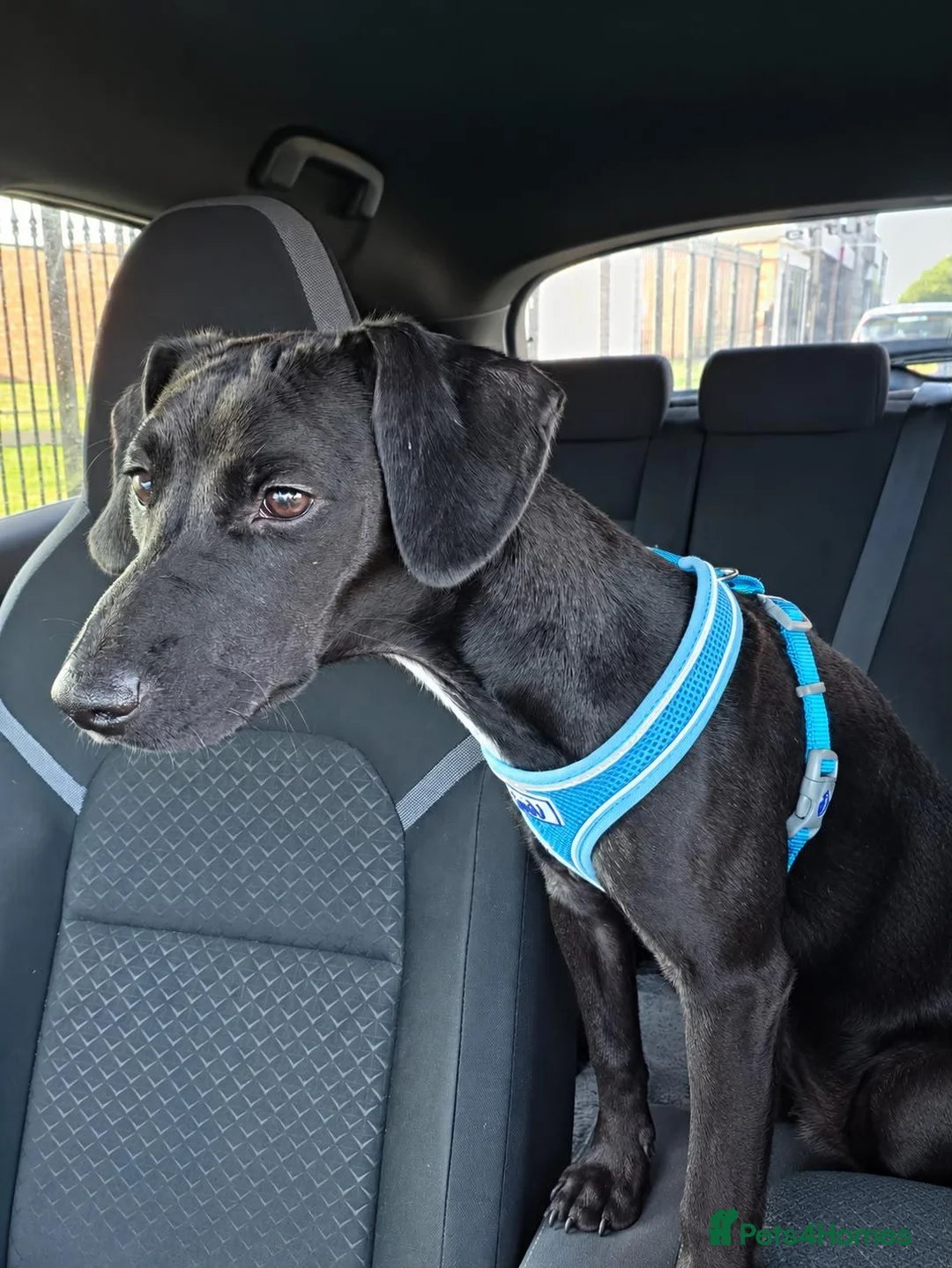 Mixed Breed dogs for sale: Beautiful little girl - Advert 1