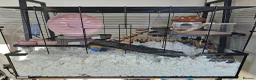 Hamster rodents for sale: Dwarf Hamster with everything included - Advert 9