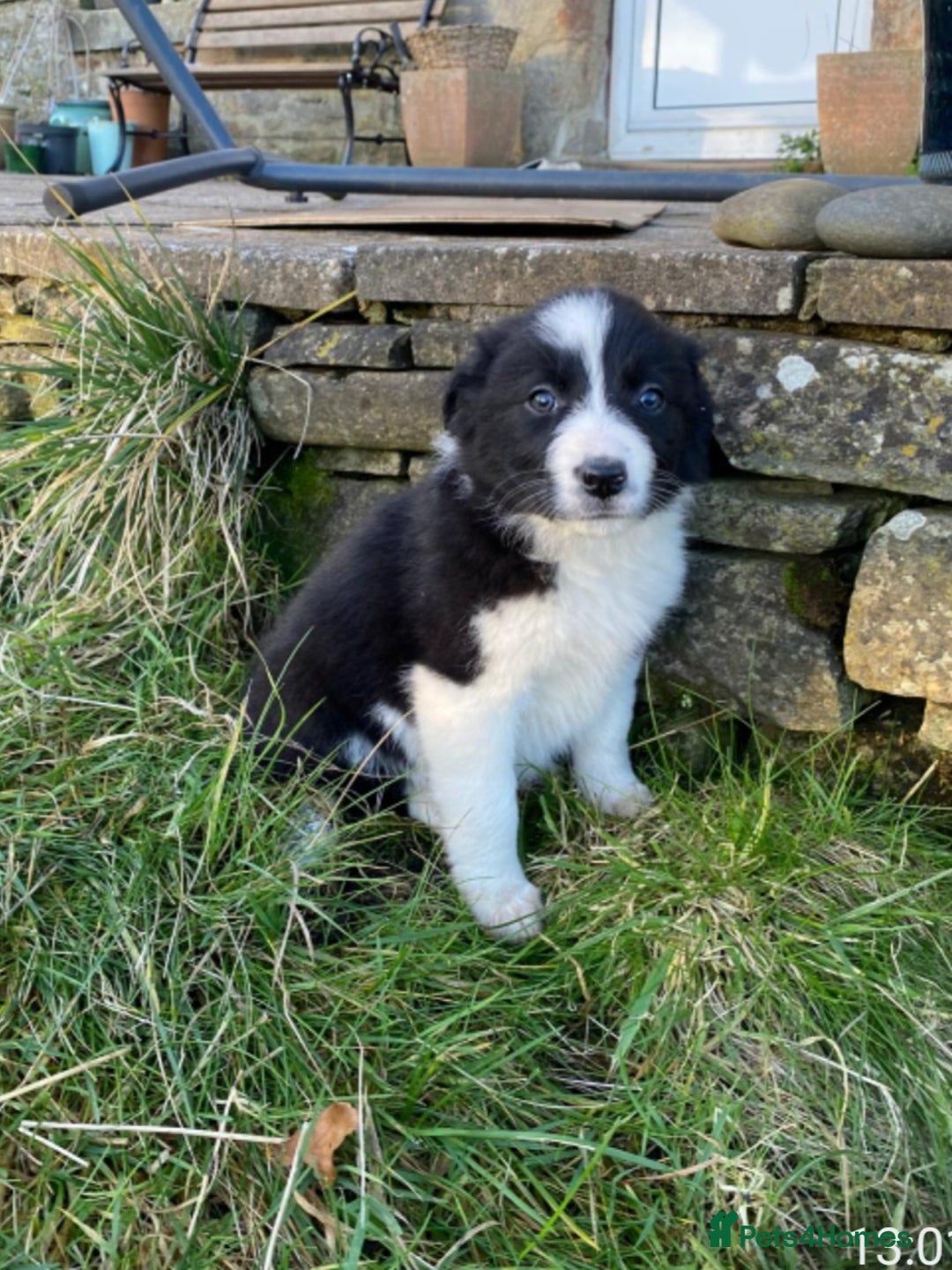 Border Collie dogs for sale: Farm bred, Tri coloured border collie puppies  - Advert 6