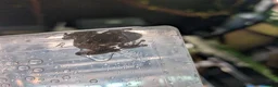 Frog reptiles for sale: Bird Poop Mossy Frogs 1.1.1 - Advert 5