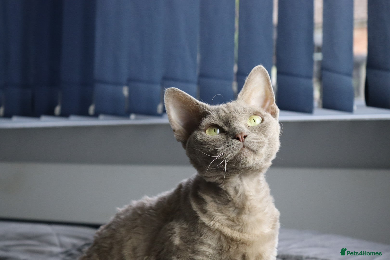 Devon Rex cats Devon Rex beautiful and healthy girl 2 years old  - Advert 2