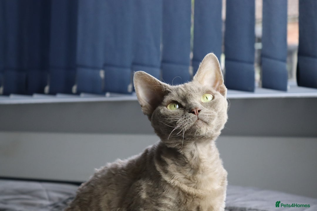 Devon Rex cats for sale: Devon Rex beautiful and healthy girl 2 years old  - Advert 12