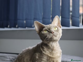 Devon Rex cats Devon Rex beautiful and healthy girl 2 years old - Advert 2