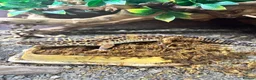 Leopard Gecko reptiles for sale: Leopard gecko in Winchester - Advert 3