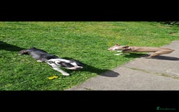 Boston Terrier dogs for sale: BOSTON TERRIER PUPPIES - Image 14