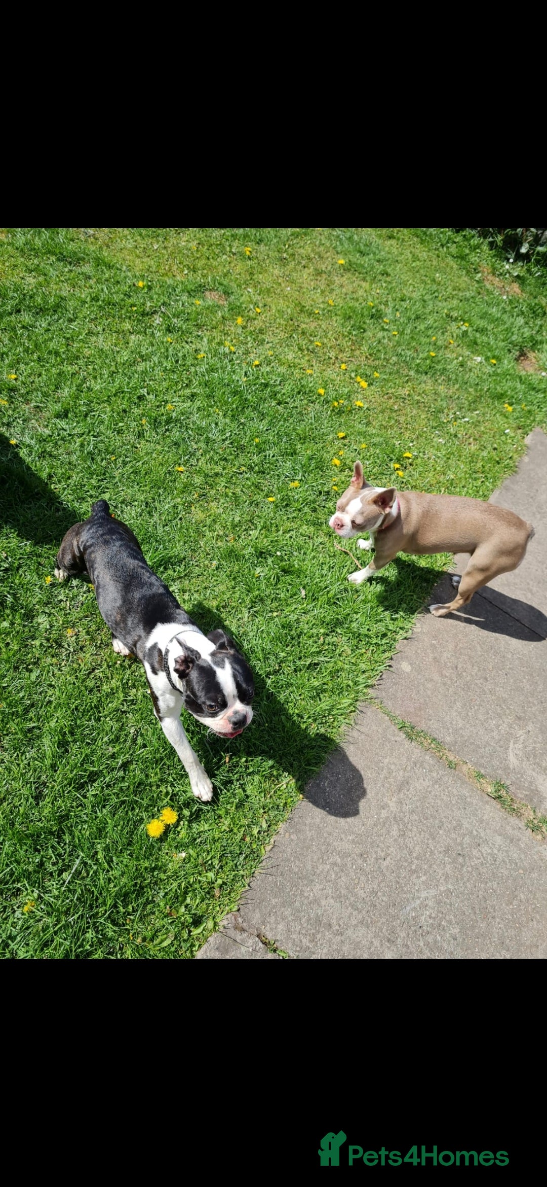 Boston Terrier dogs for sale: BOSTON TERRIER PUPPIES - Image 14