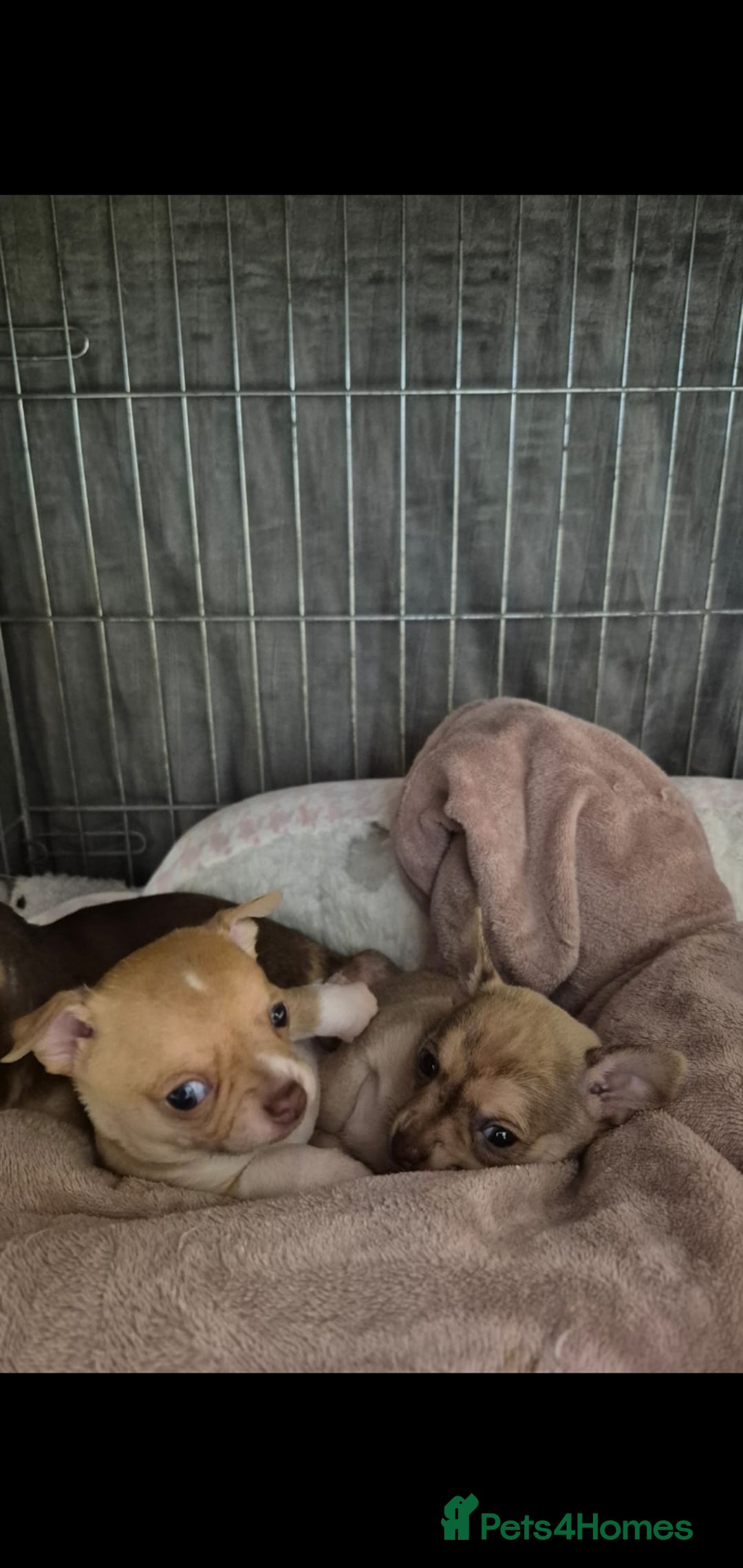 Chihuahua dogs for sale: Chihuahua puppys for sale  - Advert 7