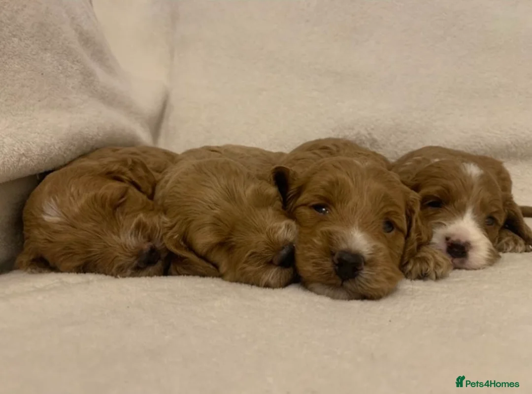 Cockapoo dogs for sale: F1 Cockapoos - health tested parents  - Advert 5