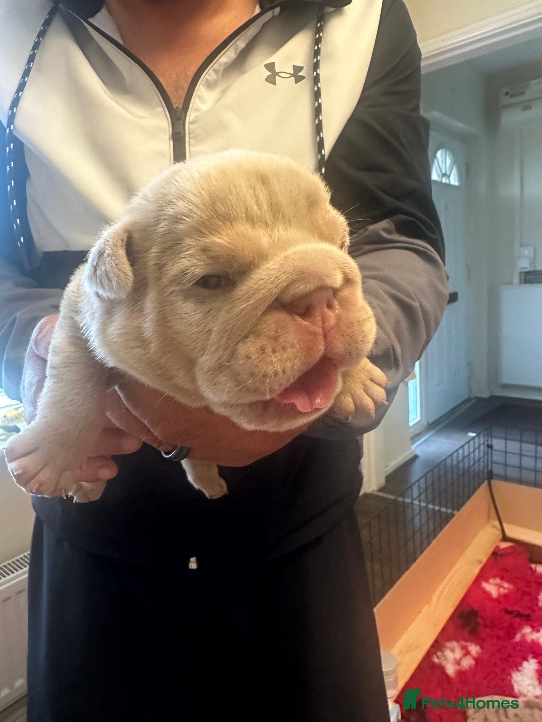 English Bulldog dogs for sale: English bulldog puppies - Image 28