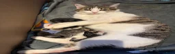 Mixed Breed cats for sale: 7 beautiful kittens - Advert 2