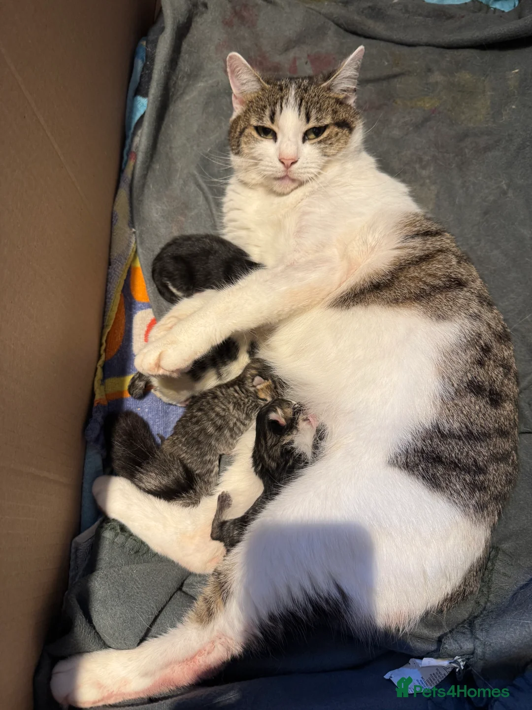 Mixed Breed cats for sale: 7 beautiful kittens - Advert 2