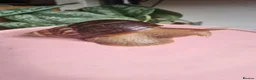 Snails invertebrates for sale: Giant African Land Snails (Lissachatina Fulica) in Norwich - Advert 7