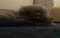 British Shorthair cats for sale: 💙❤️ British shorthair 💙❤️ - Advert 5