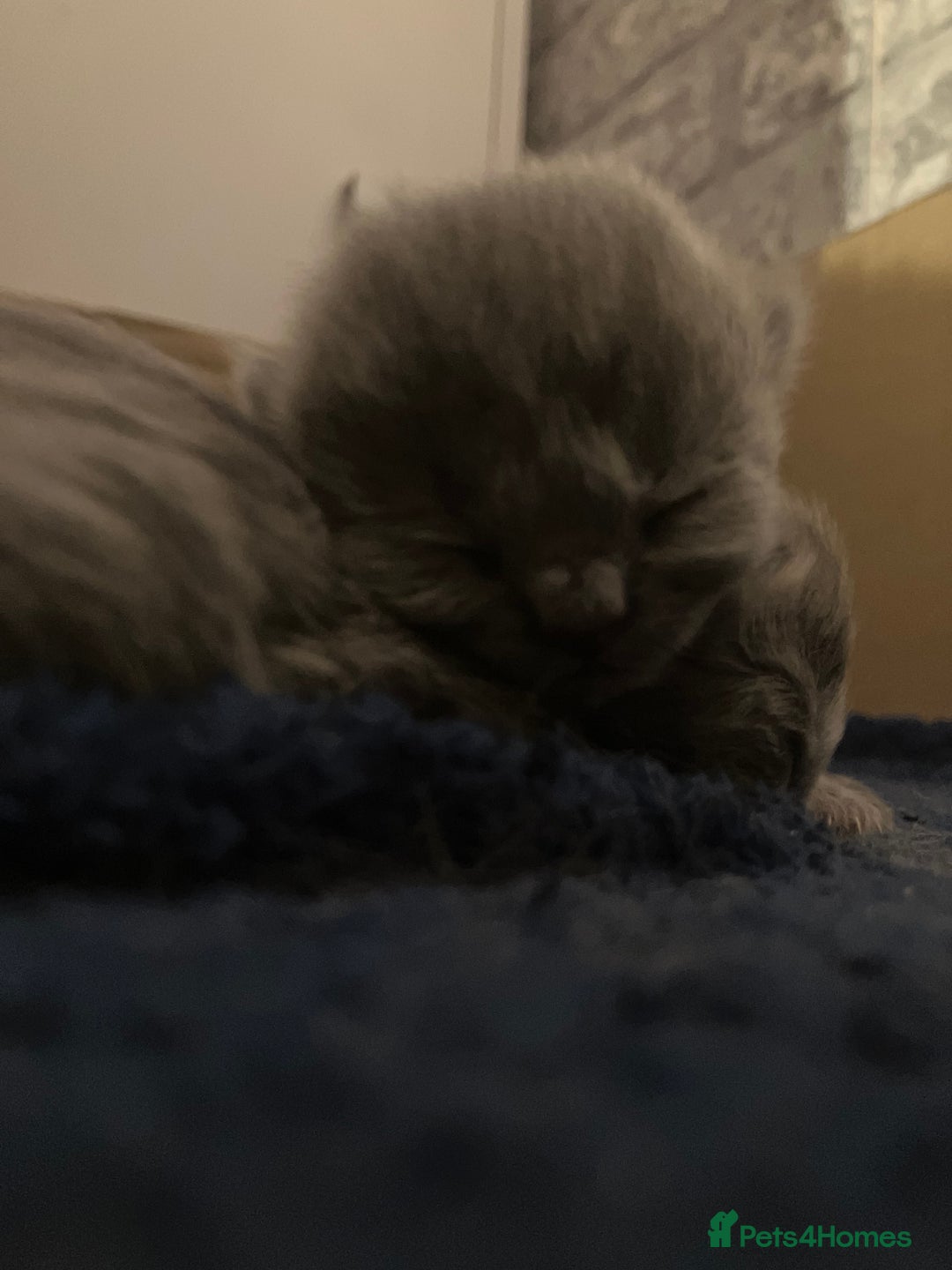 British Shorthair cats for sale: 💙❤️ British shorthair 💙❤️ - Advert 5
