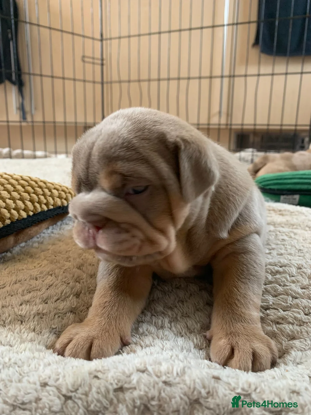 English Bulldog dogs for stud: full suited English bulldog stud well proven in Leicester - Advert 17