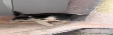 Mixed Breed Kitten 3