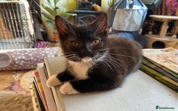 Mixed Breed cats for adoption: Rescue kittens bonded pair of girls abandoned - Image 5