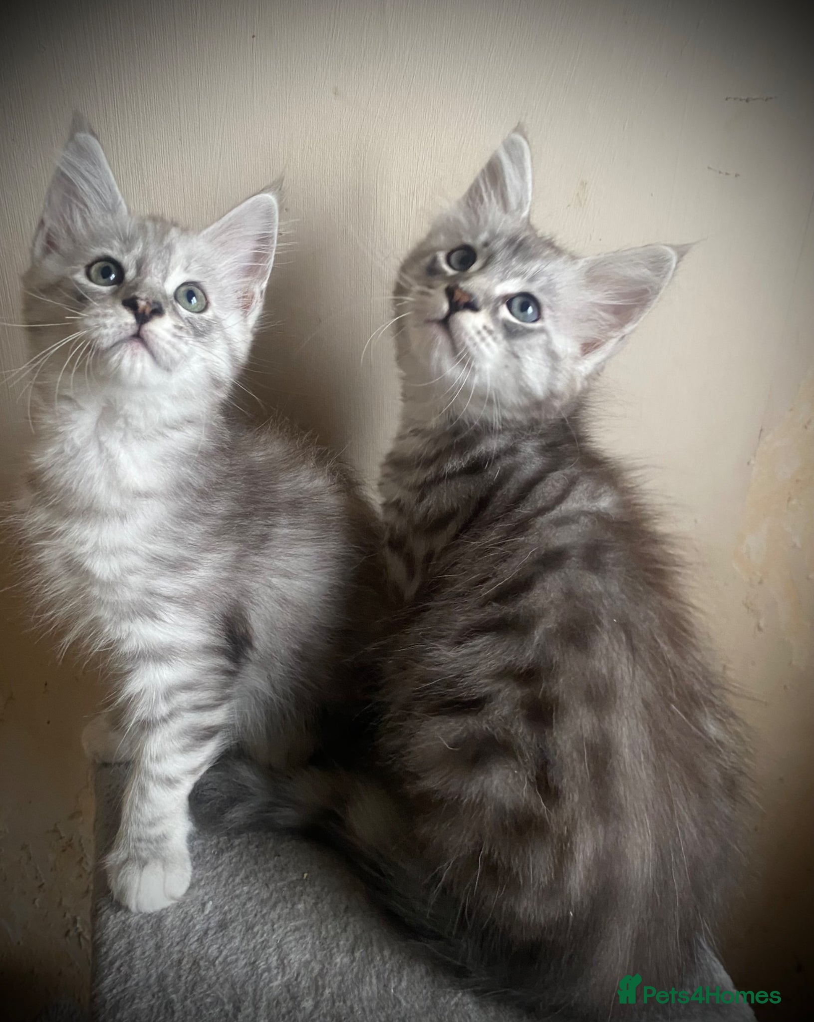 Maine Coon cats for sale: Silver tabby Full Maine Coon Kittens  - Advert 1