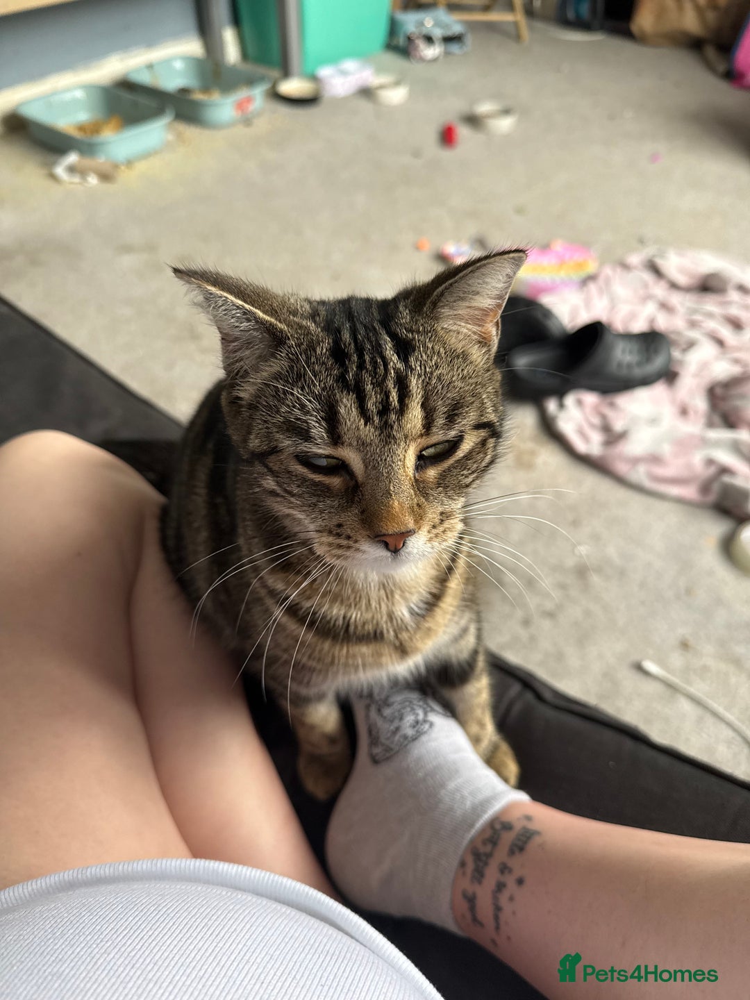 Mixed Breed cats for sale: Male and female Cat - Advert 4