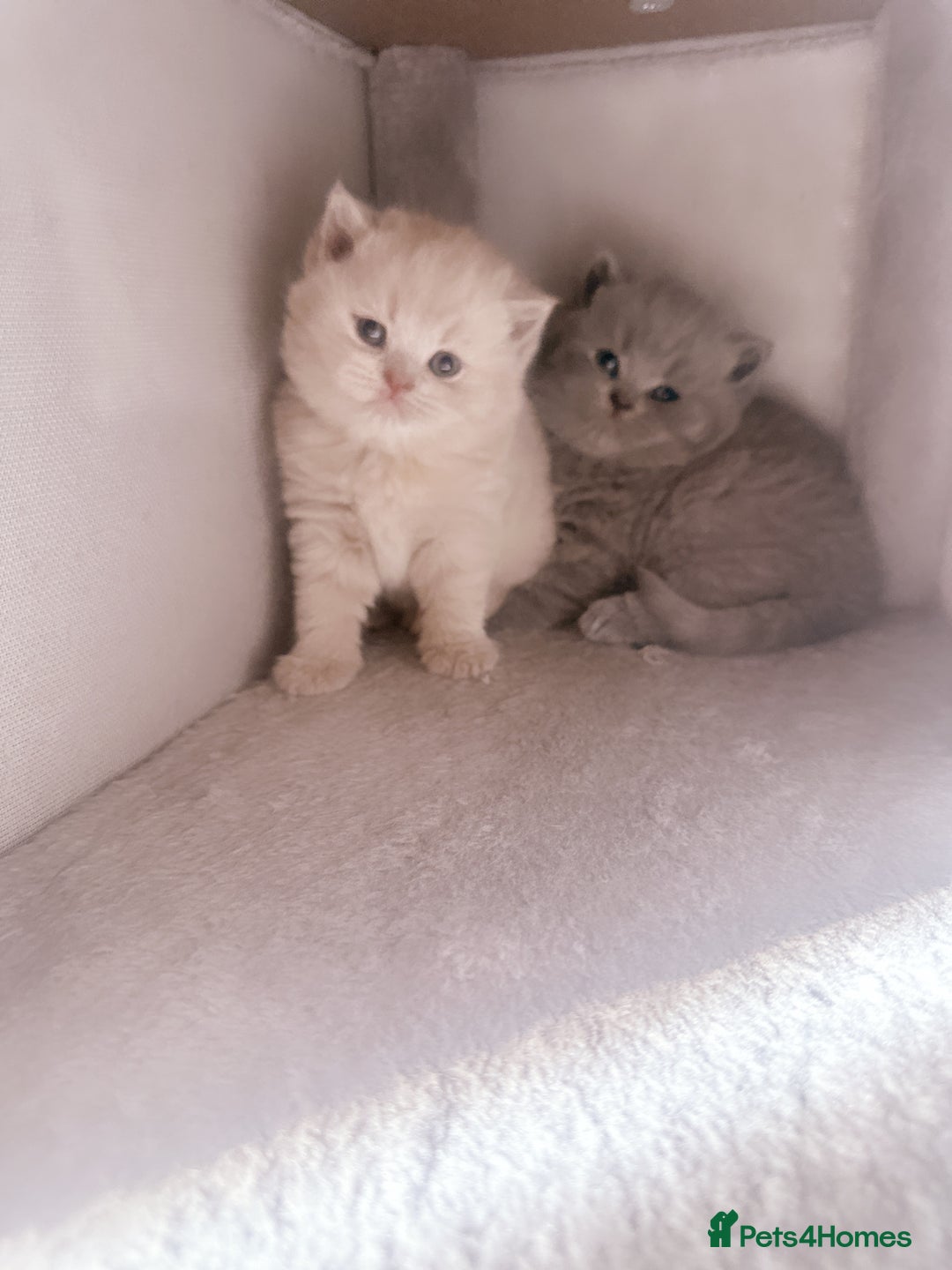 British Shorthair cats for sale: 2 female British short hair - Advert 18