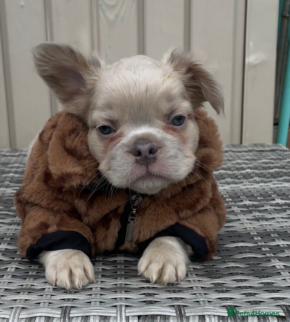 French Bulldog dogs for sale: 🔥 Male Platinum Fluffy Frenchies -Carrying PINK  - Advert 18