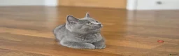 Mixed Breed cats for sale: 3 british shorthair cross kittens, playful & fun - Advert 3