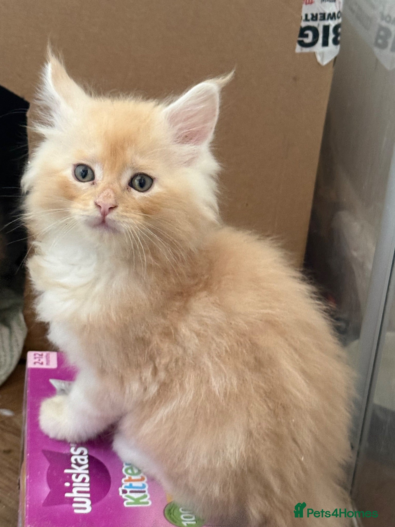 Maine Coon cats Health tested TICA Maine Coon Kittens  - Advert 1