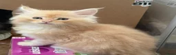 Maine Coon cats for sale: Health tested TICA Maine Coon Kittens  - Advert 11