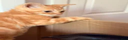 Selkirk Rex cats for sale: Selkirk Rex (shorthaired) girls and boy - Advert 33
