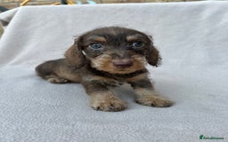 Miniature Dachshund dogs for sale: Wired haired miniature dachshund  - Image 3