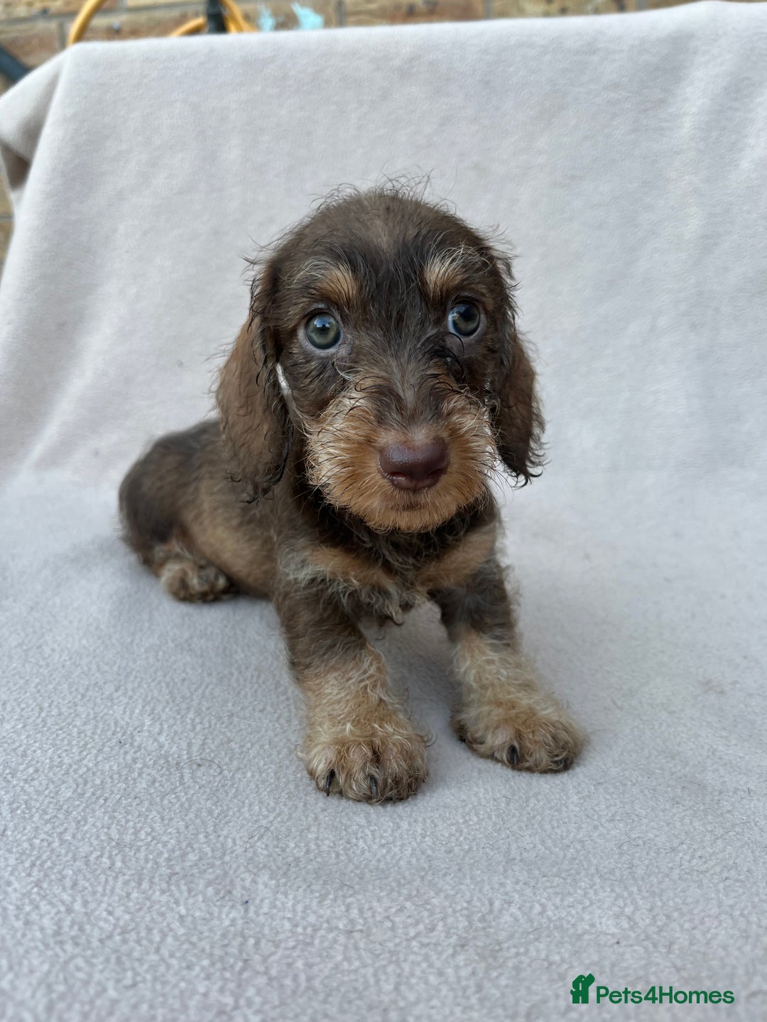 Miniature Dachshund dogs for sale: Wired haired miniature dachshund  - Image 3