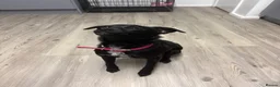 Patterjack dogs for sale: Stella in Maryport - Advert 2