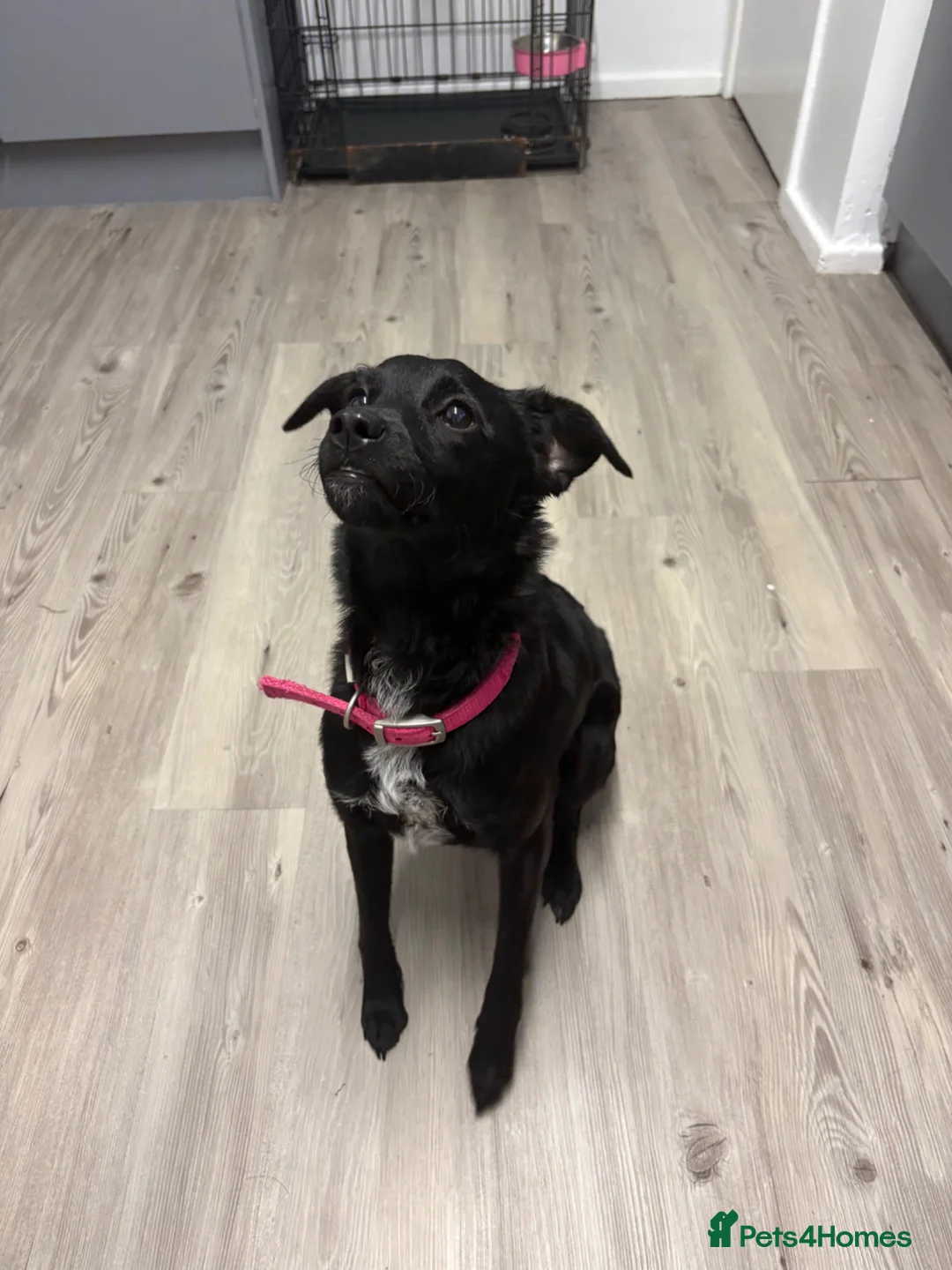 Patterjack dogs for sale: Stella in Maryport - Advert 2
