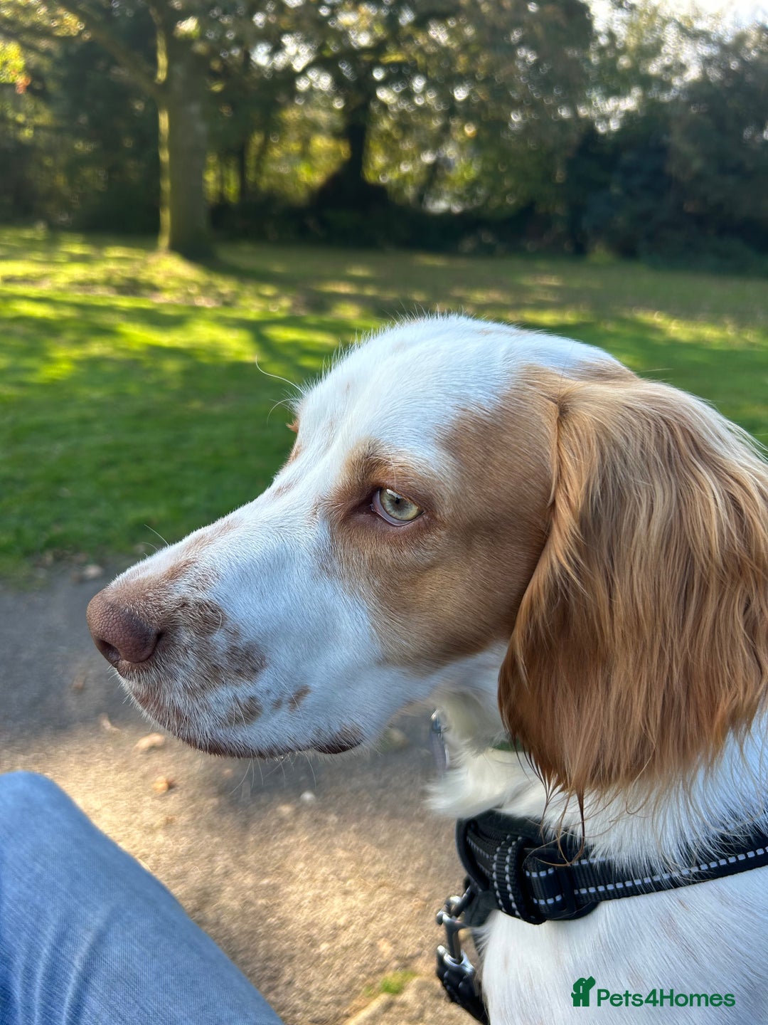 Cocker Spaniel dogs for sale: 12 Month Cocker Spaniel - Advert 6