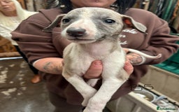 Whippet dogs for sale: Whippet pups x14 - Advert 26