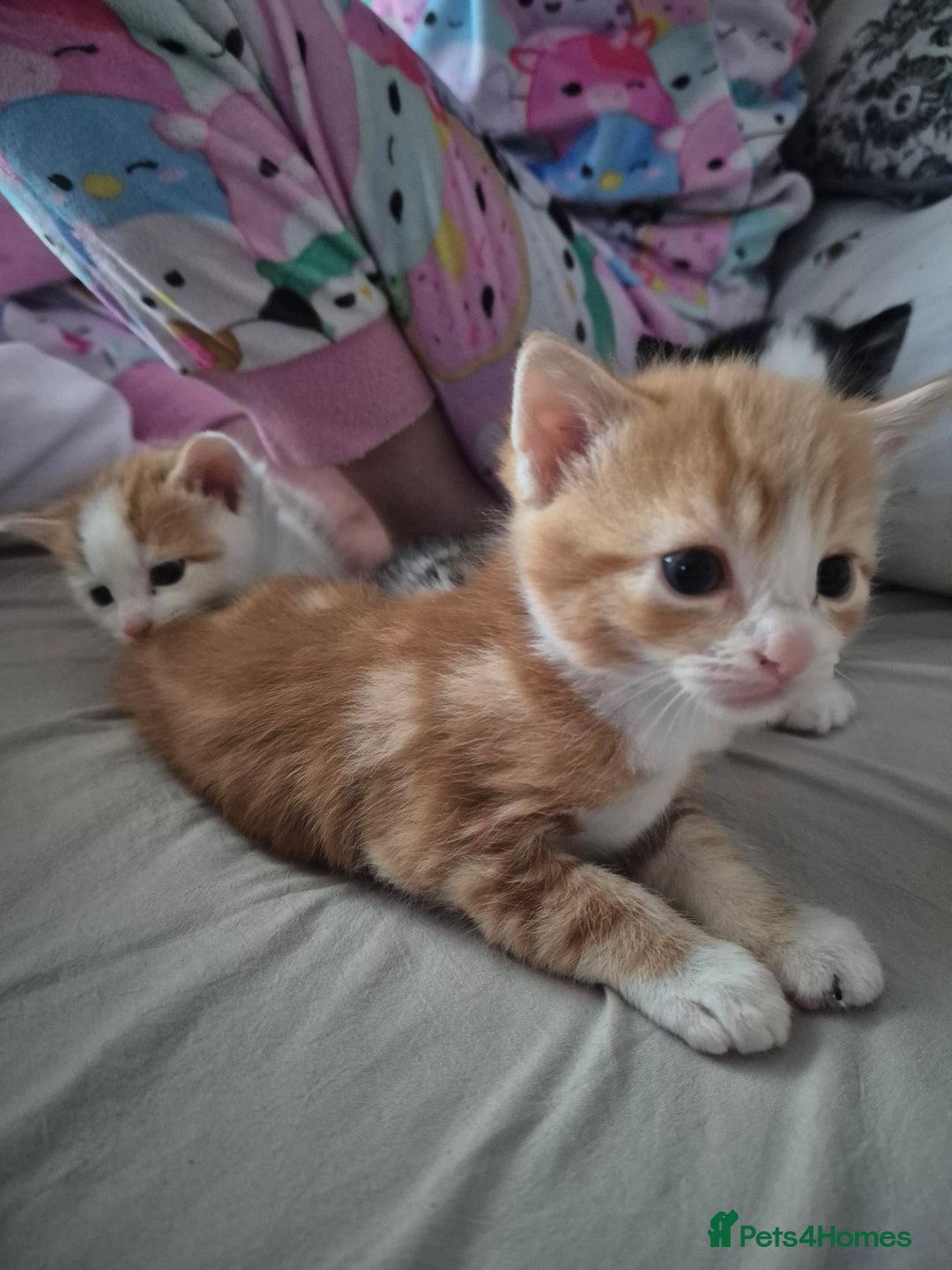 Domestic Shorthair cats for sale: 3 beautiful kittens - Advert 14