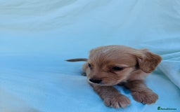 Cocker Spaniel dogs for sale: Beautiful cocker spaniels puppies for sale - Image 25