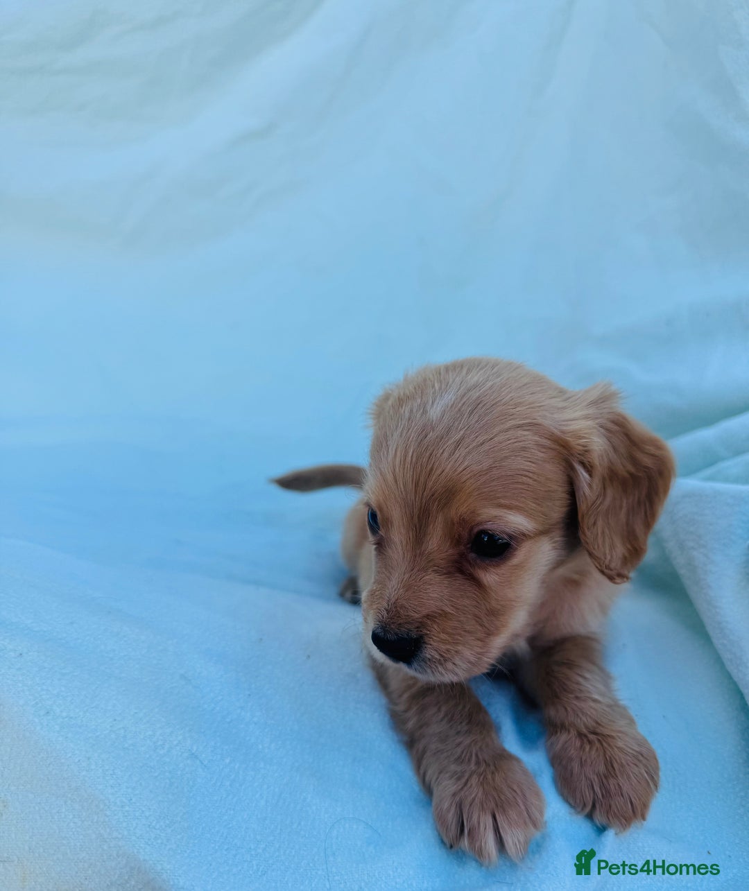 Cocker Spaniel dogs for sale: Beautiful cocker spaniels puppies for sale - Image 25
