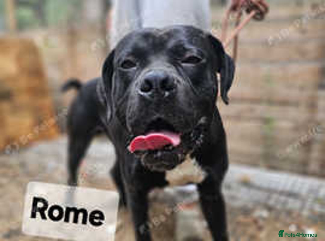 Mixed Breed dogs for sale: 2 x Dogue de Bordeaux x cane corso  - Advert 2