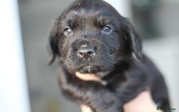 Cocker Spaniel dogs for sale: Cocker spaniels - Image 2