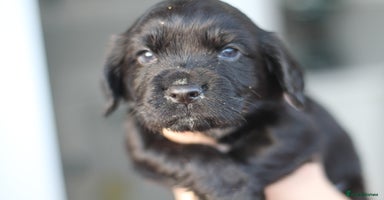 Cocker Spaniel dogs - Advert 15